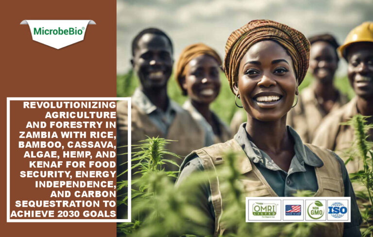 Read more about the article Microbebio: Revolutionizing Agriculture and Forestry in Zambia with Rice, Bamboo, Cassava, Algae, Hemp, and Kenaf for Food Security, Energy Independence, and Carbon Sequestration to Achieve 2030 Goals