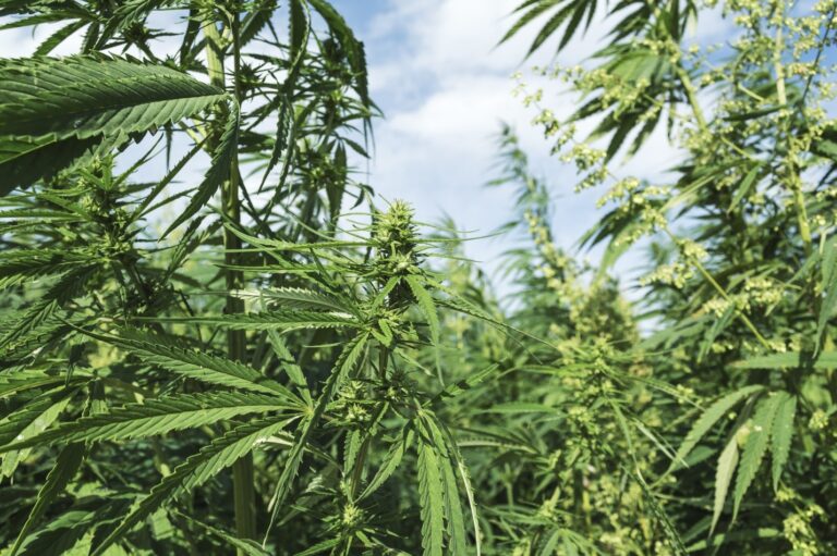 Read more about the article Geodyn Solutions: $25M Hemp Processing Factory for Paper Goods in Bourbon County, Kentucky, USA, with ROI Comparison to Dominican Republic