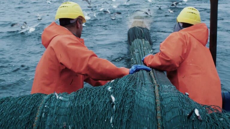 Read more about the article Comparative Proposal for Geodyn Solutions: Shrimp and Fish Farming Facility with Processing and Packaging in the Dominican Republic vs. USA