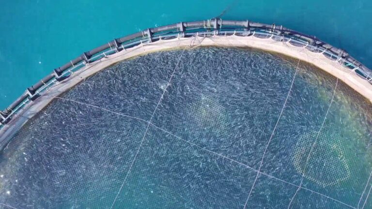 Read more about the article Proposal for Geodyn Solutions: Integrated Shrimp and Fish Farming Facility