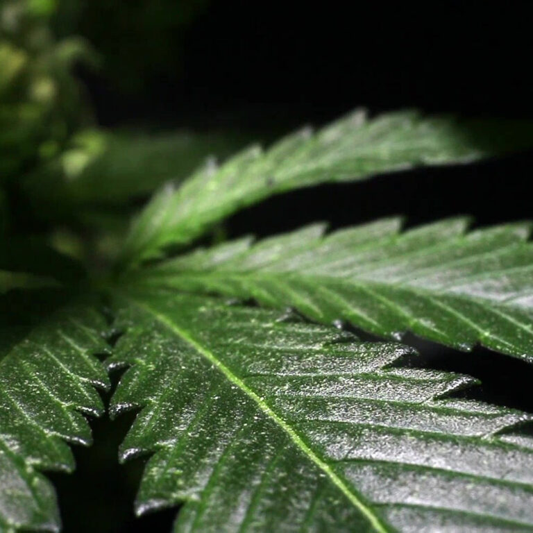 Read more about the article Comprehensive Proposal for Geodyn Solutions: $25M Hemp Processing Factory for Paper Goods in Bourbon County, Kentucky, USA