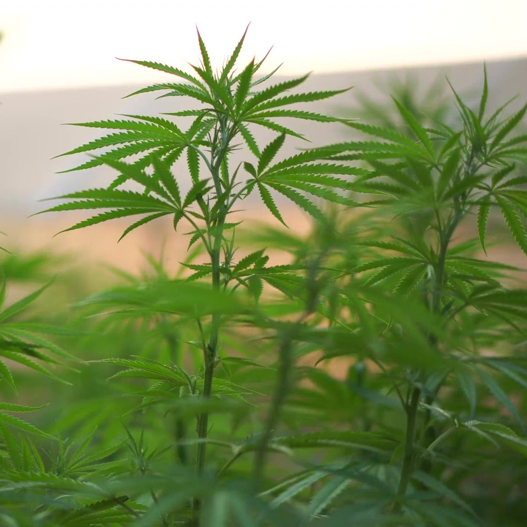 You are currently viewing Comprehensive Proposal for Geodyn Solutions: $54M Hemp Processing Factory for Paper Goods in Bourbon County, Kentucky, USA, with ROI Comparison to Dominican Republic