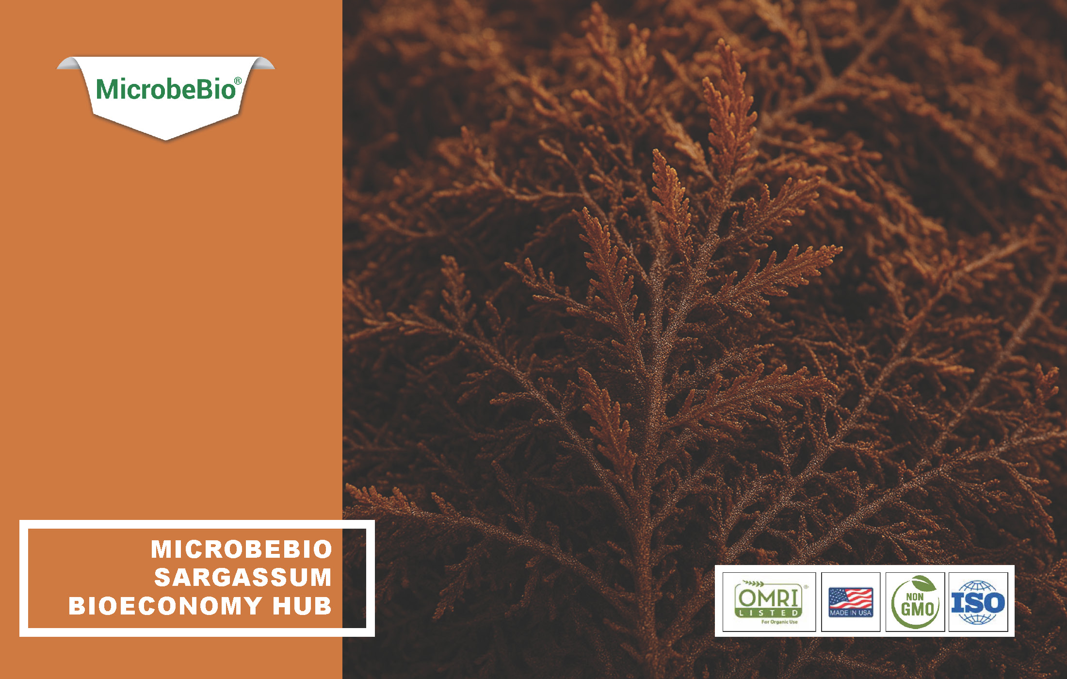 Read more about the article MicrobeBio Sargassum Bioeconomy Hub