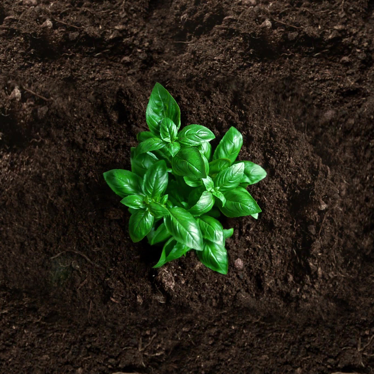You are currently viewing ROI Comparison: Microbebio Organic Fertilizer Factory in Dominican Republic vs. Houston, Texas