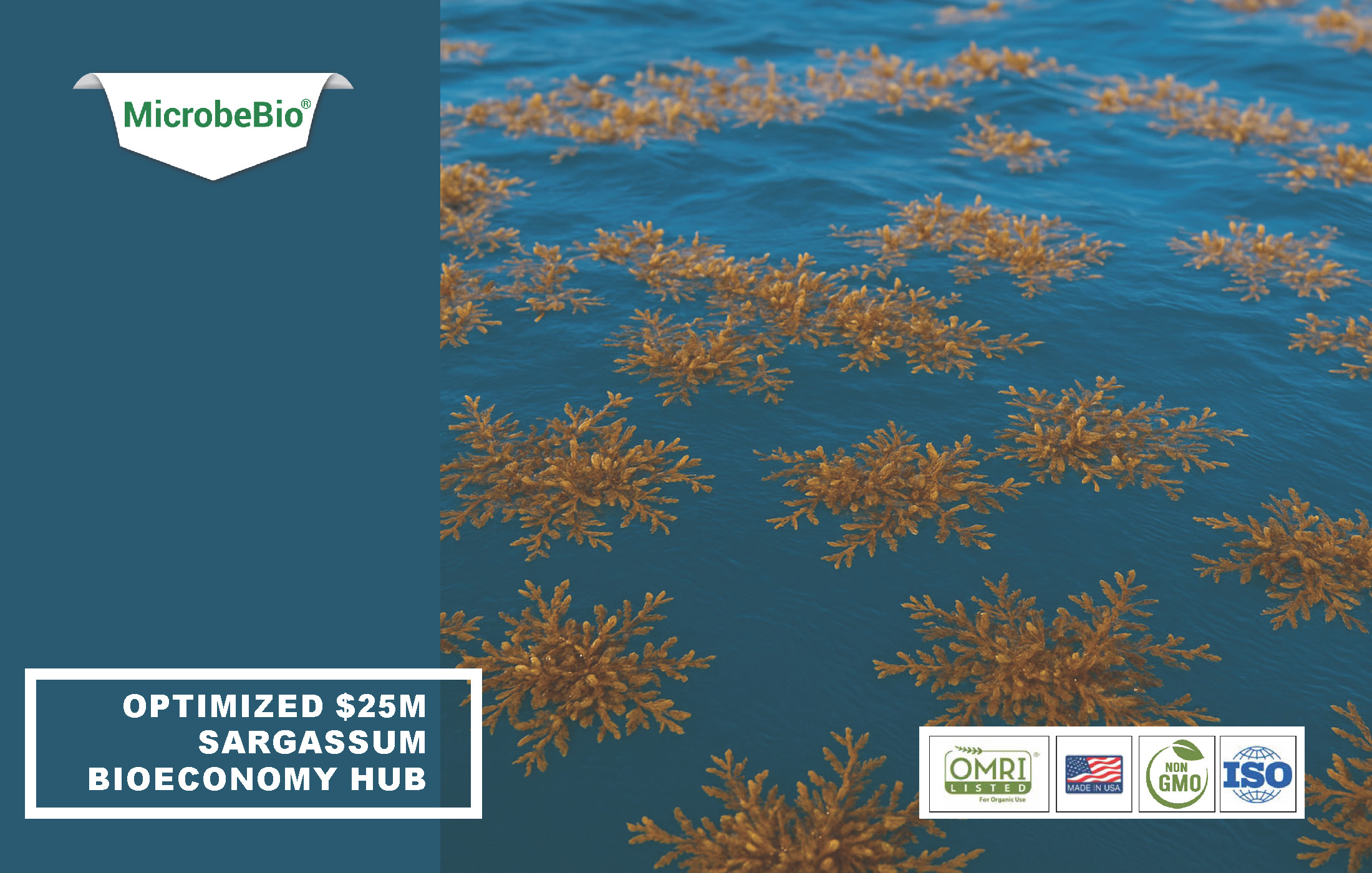 Read more about the article Optimized $25M Sargassum Bioeconomy Hub