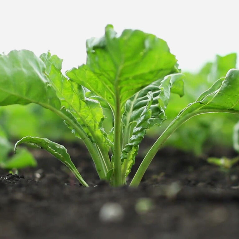 Read more about the article Microbebio Factory Proposal: Organic Fertilizer and Microbial Culture Facility in Houston, Texas